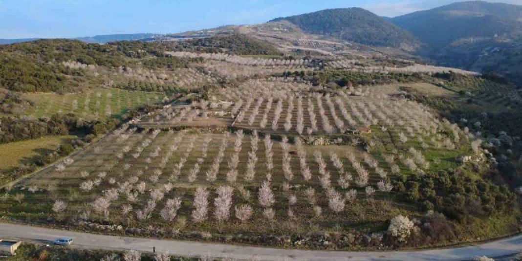 Yıllık üretim 400 tonu buluyor: 4 bin yıldır devam eden hasat 1
